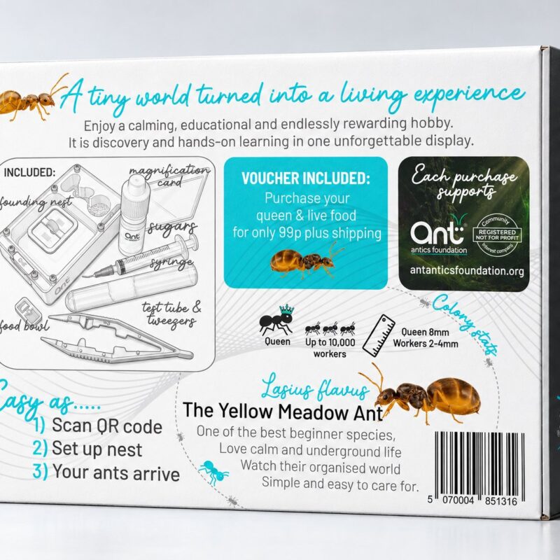 Yellow Meadow Ant starter kit box, back showing everything included