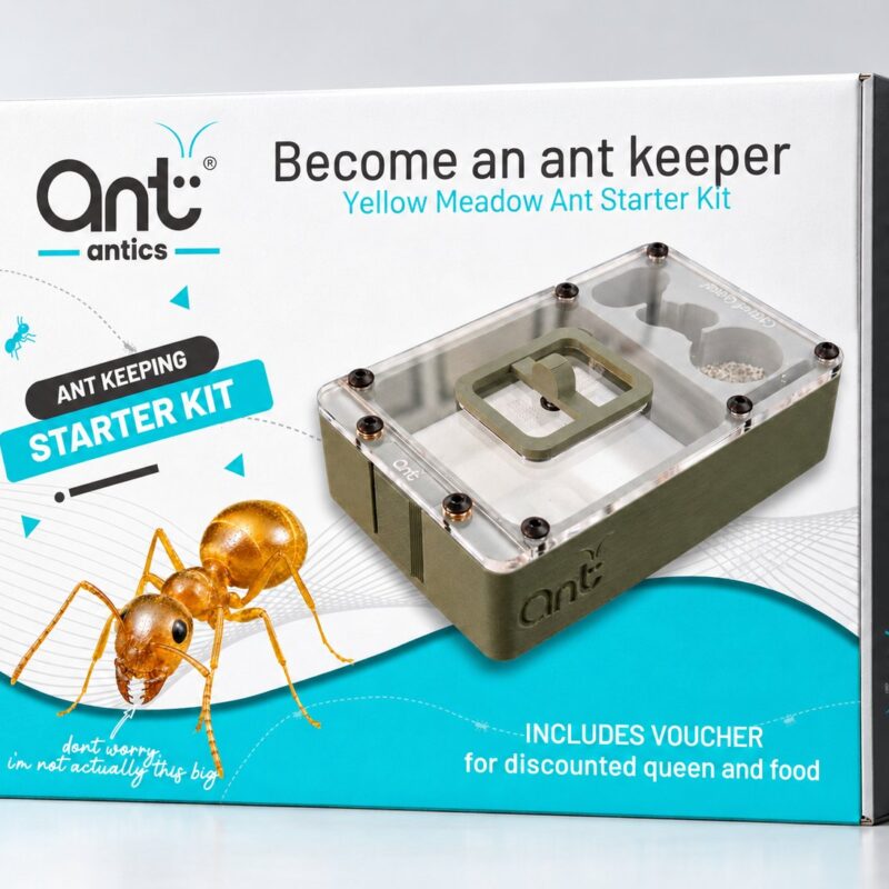 Yellow Meadow Ant starter kit box, front